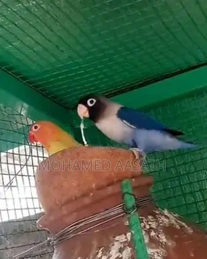 African Love Birds