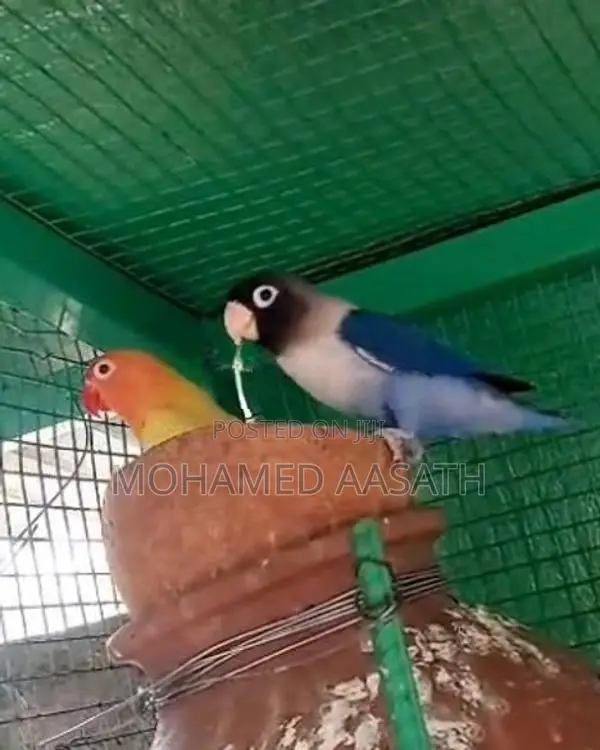 African Love Birds