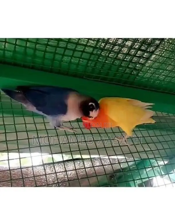 African Love Birds