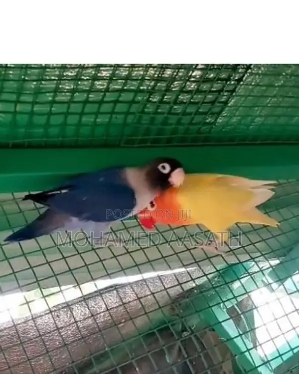 African Love Birds