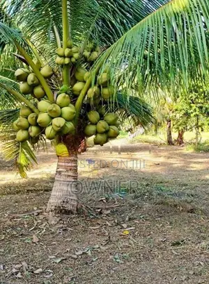 CRC65 පොල් පැළ
