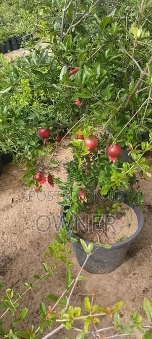 රෙඩ් එන්ජල් දෙළුම් පැළ