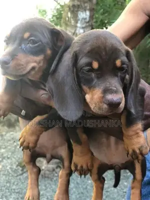 Dachshund Puppies
