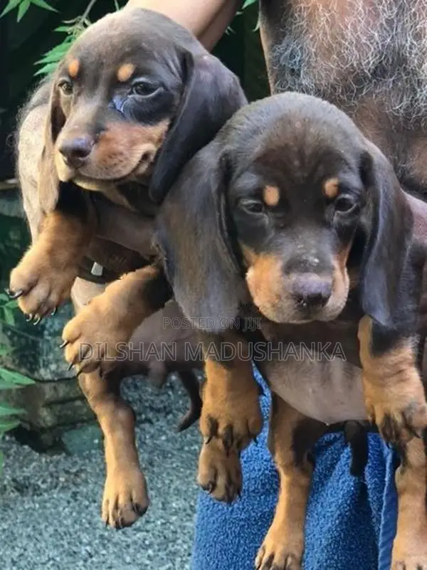 Dachshund Puppies
