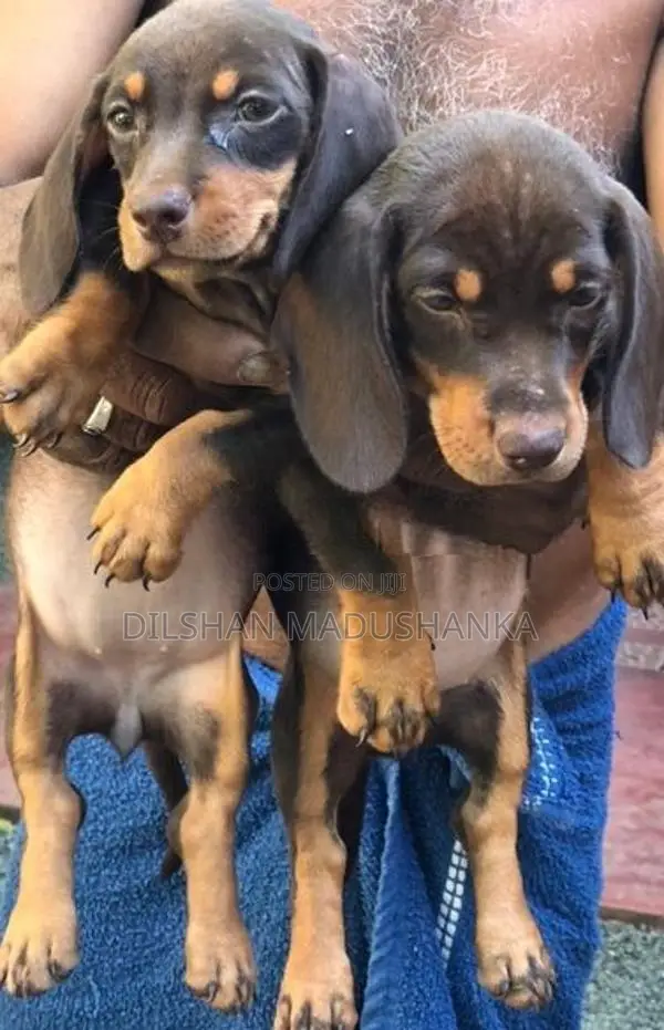 Dachshund Puppies