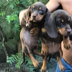 Dachshund Puppies