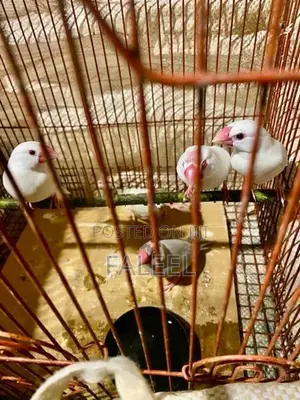 Java Males