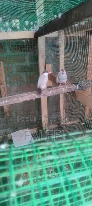 Java Males