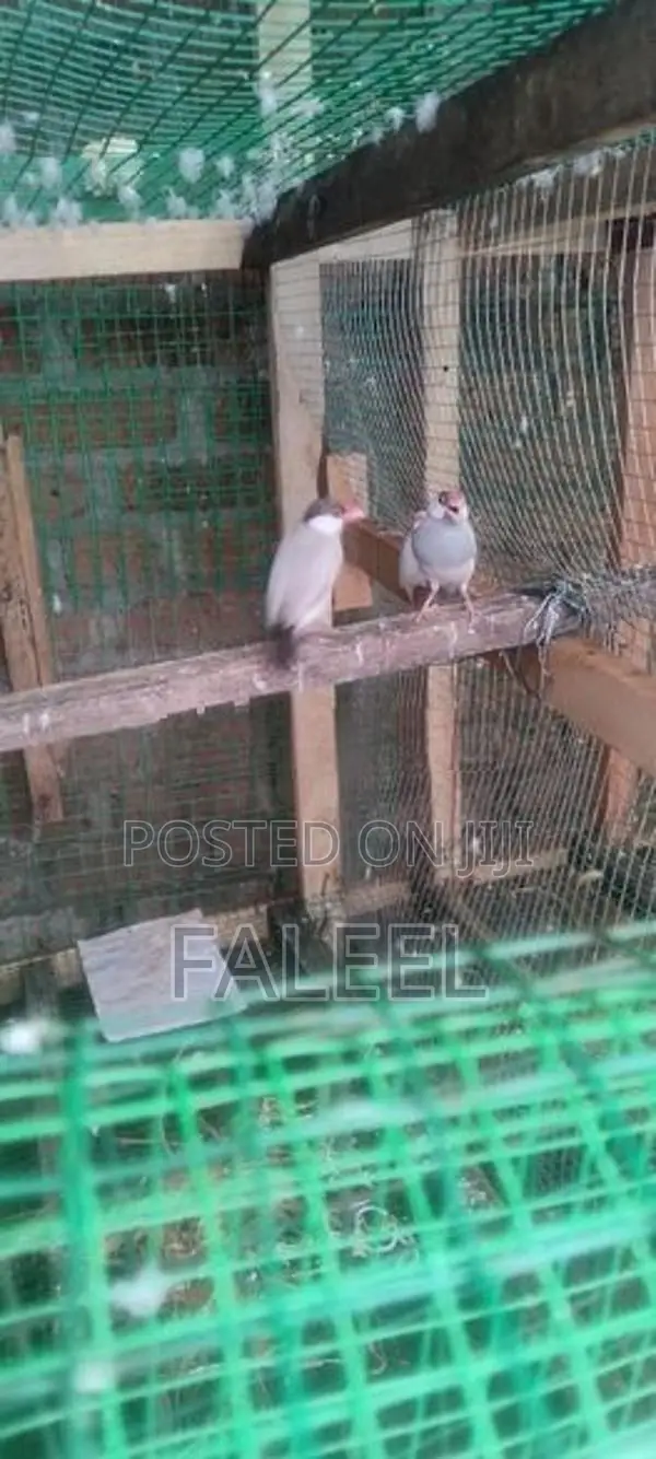Java Males