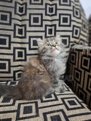 Persian Kittens