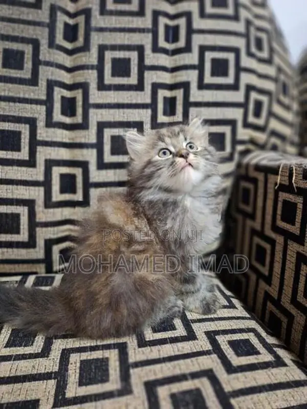 Persian Kittens