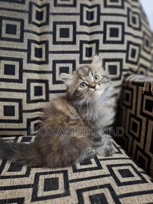 Persian Kittens