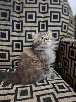Persian Kittens