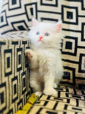 Persian Kittens