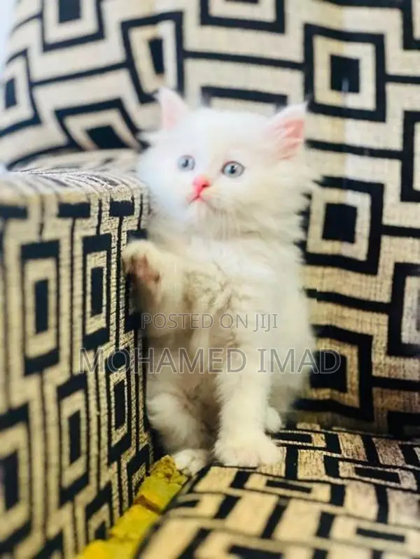 Persian Kittens