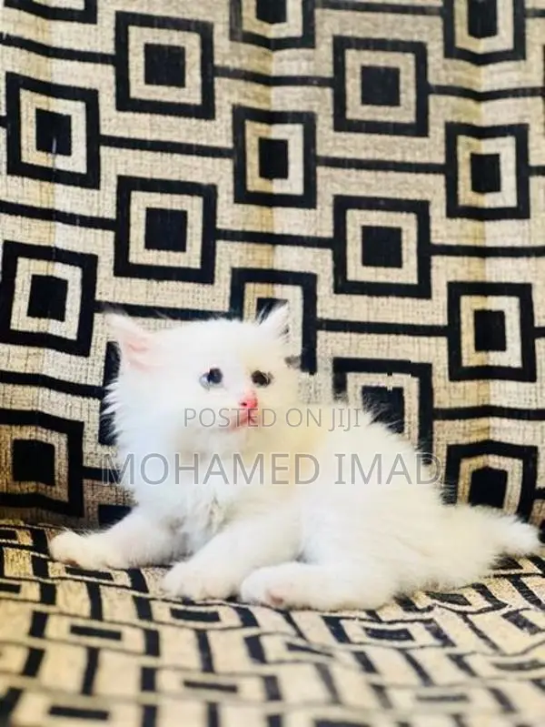 Persian Kittens