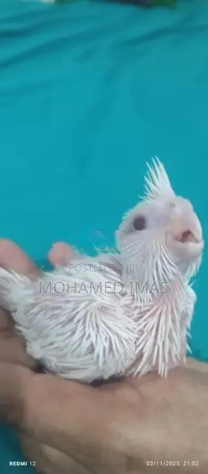 Cockatiel Chicks