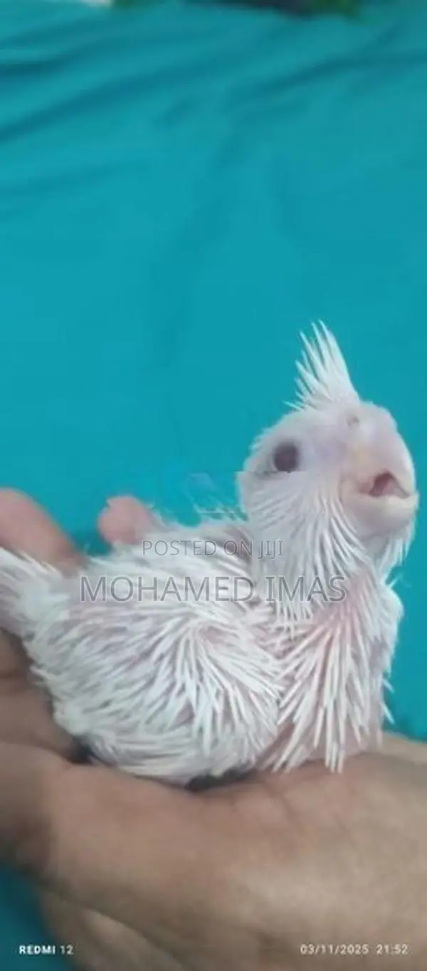 Cockatiel Chicks
