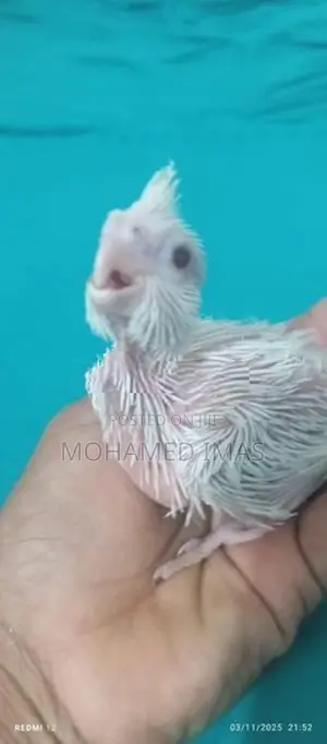 Cockatiel Chicks