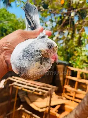 Pigeon