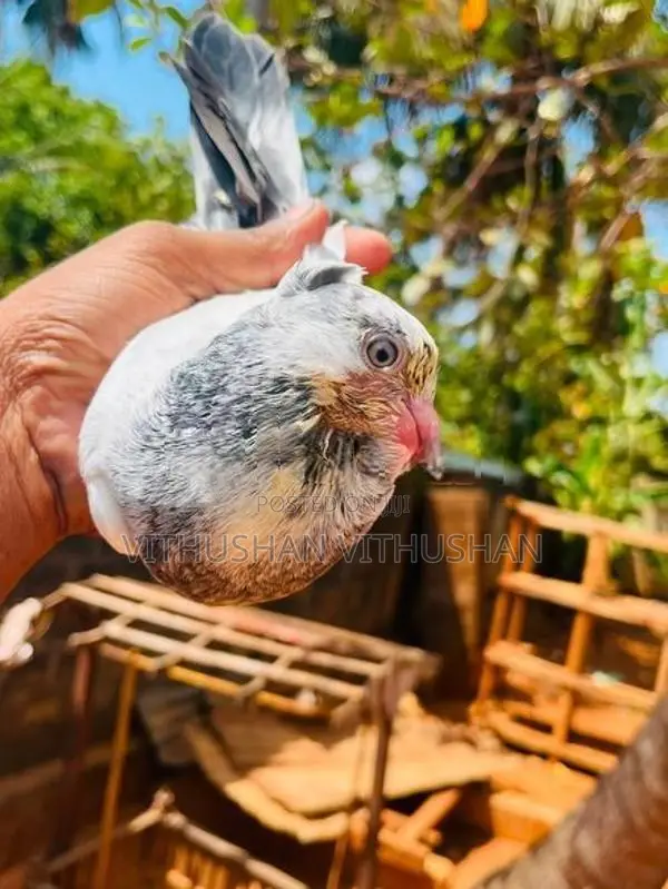 Pigeon