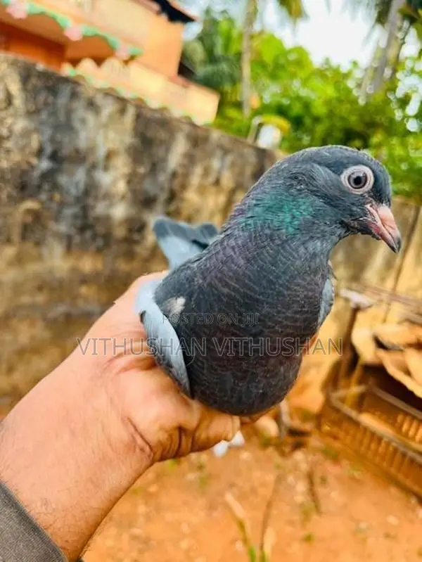 Pigeon