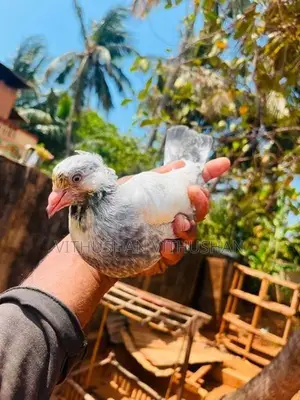 Pigeon