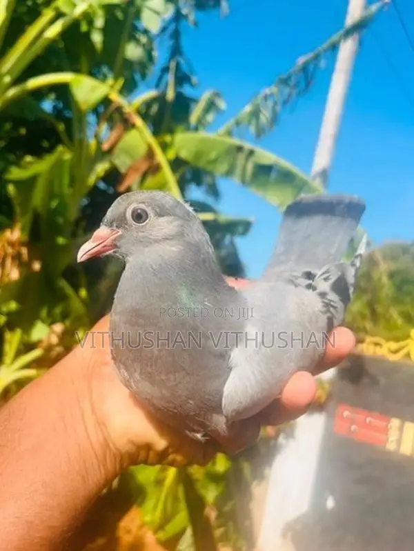 Pigeon