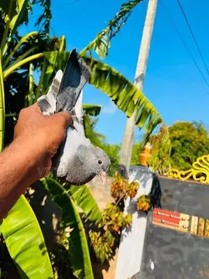 Pigeon