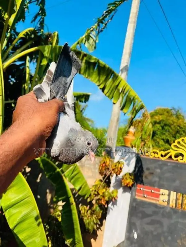 Pigeon