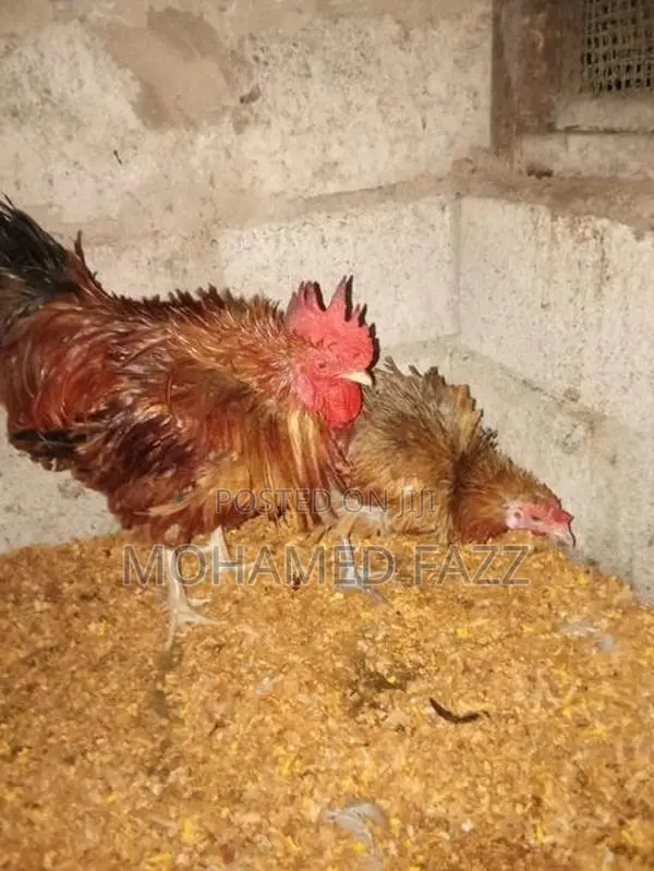කාබේරී ජෝඩුව