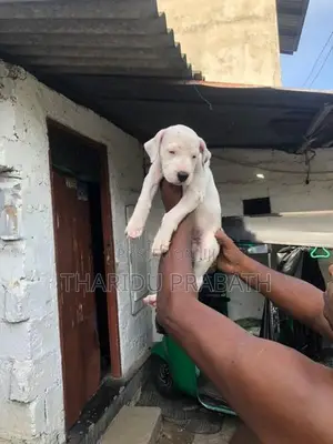 Dogo Argentino