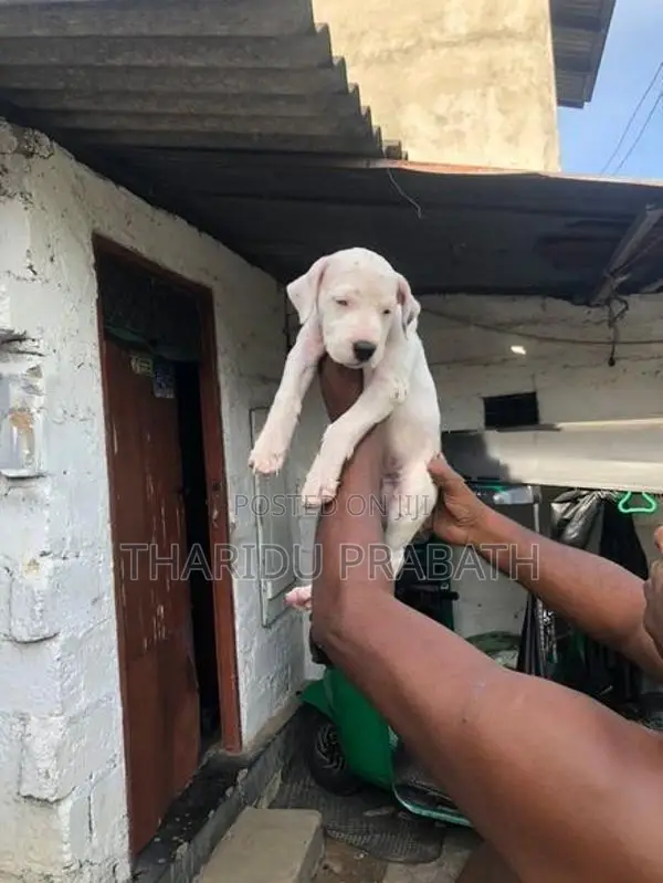 Dogo Argentino