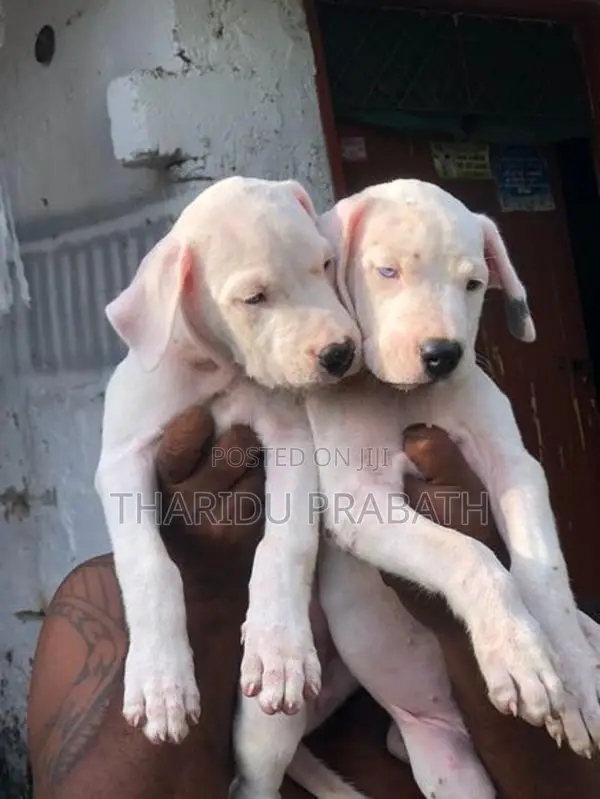Dogo Argentino