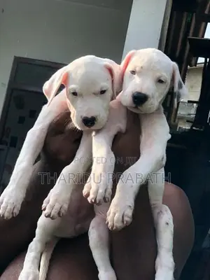 Dogo Argentino