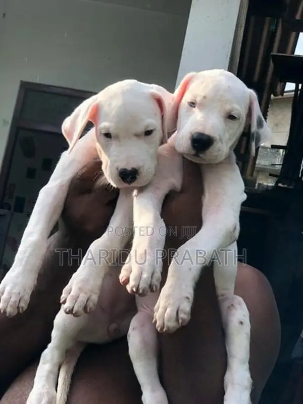Dogo Argentino