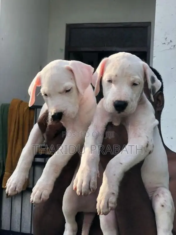 Dogo Argentino