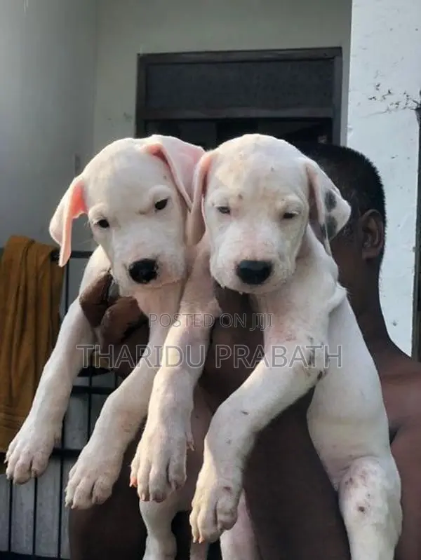 Dogo Argentino