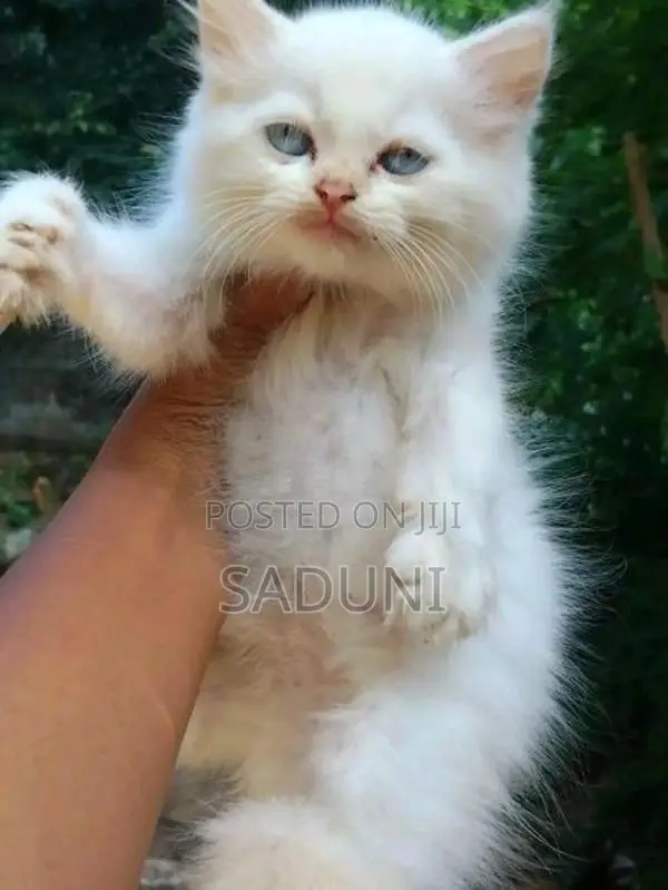 Persian Cat