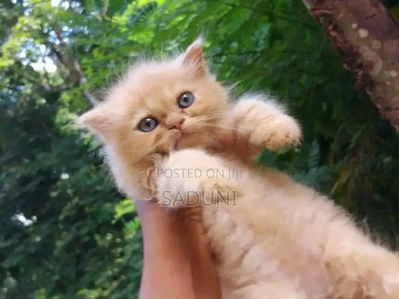 Persian Cat