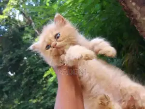 Persian Cat