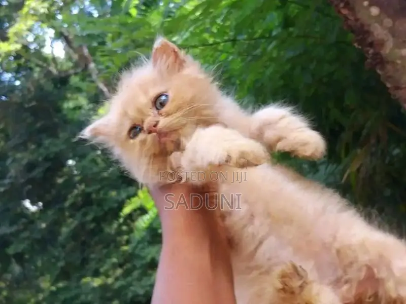 Persian Cat