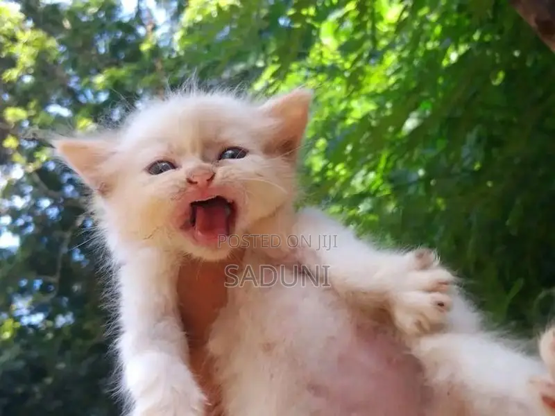 Persian Cat