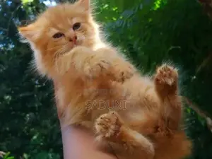 Persian Cat