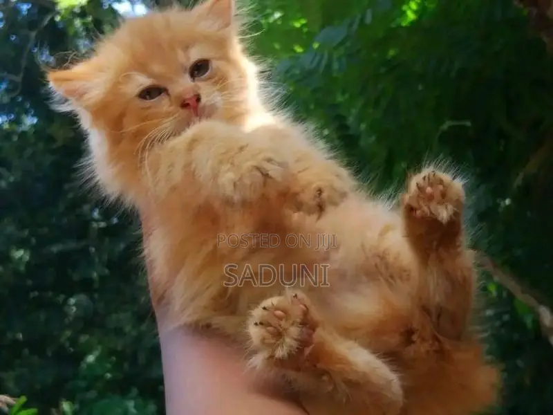 Persian Cat