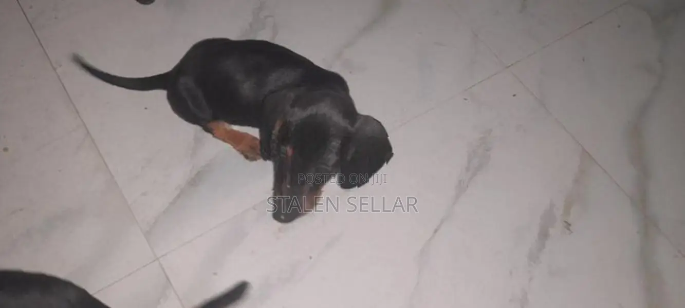 Dachshund Puppies