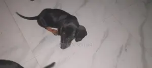 Dachshund Puppies