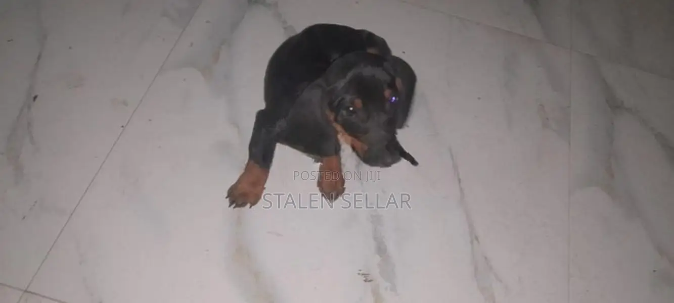 Dachshund Puppies