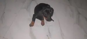 Dachshund Puppies