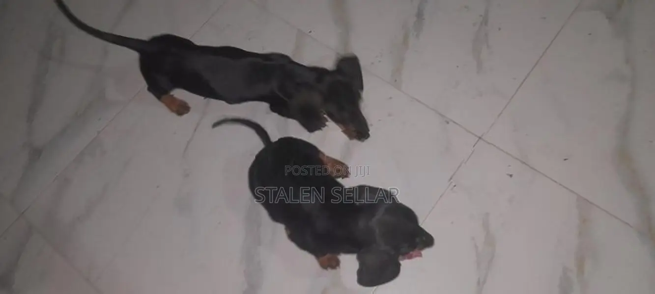 Dachshund Puppies